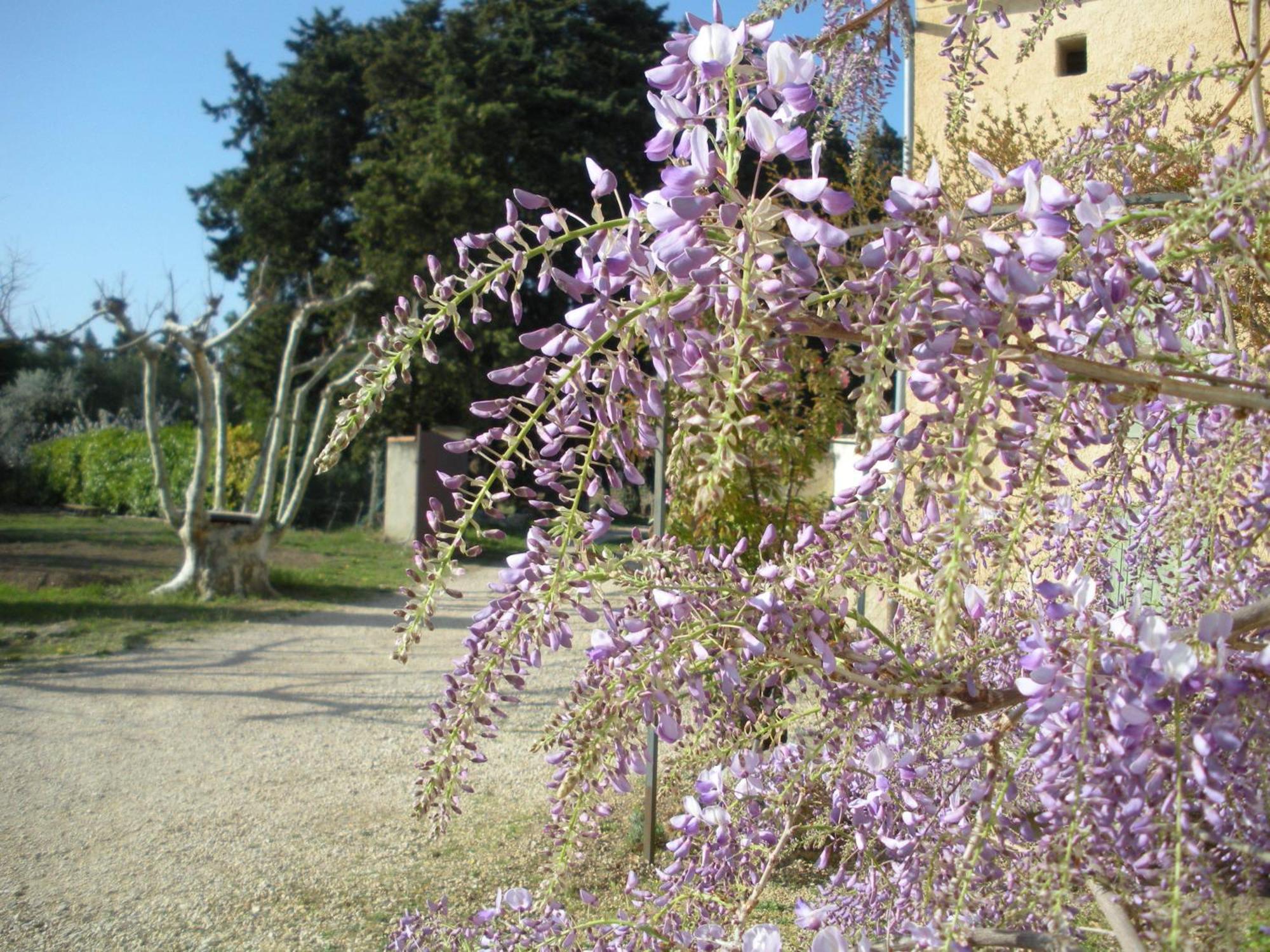 Mas la Vitalis Chambres D'Hôtes LʼIsle-sur-la-Sorgue Exterior foto